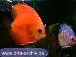 Diskus Diskus