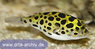 Grüner Kugelfisch Grüner Kugelfisch