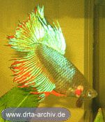 Betta splendens Kampffische