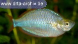 Diamant Regenbogenfische Schwarm Diamant Regenbogenfische Schwarm