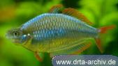 Diamant Regenbogenfische Diamant Regenbogenfische