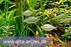 Diamant Regenbogenfische Schwarm Diamant Regenbogenfische Schwarm
