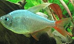 Rotblaue Kolumbianer hyphessobryconcolumbianus01 tn