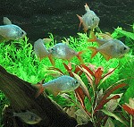 Rotblaue Kolumbianer hyphessobryconcolumbianus02 tn