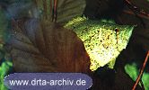 Blattfisch Blattfisch