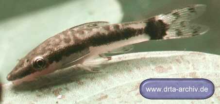 Otoccinclus Otoccinclus