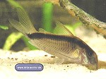 Corydoras arcuatus