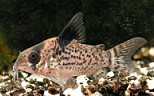 Corydoras melanistius Corydoras melanistius