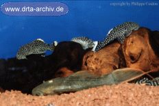 Harnischwelse Harnischwelse