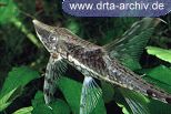 Sturisoma aureum Sturisoma aureum