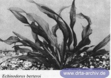Echinodorus berteroi Echinodorus berteroi