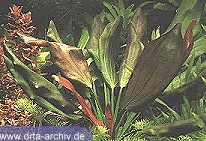 Rötliche Schwertpflanze Rötliche Schwertpflanze