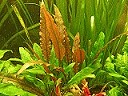 Cryptocoryne becketti