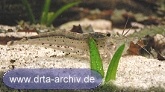 Amanogarnele Amanogarnele