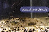 Eier tragende Amanogarnele Eier tragende Amanogarnele