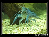 Blauer Floridakrebs Blauer Floridakrebs
