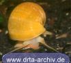Schnecke Apfelschnecke