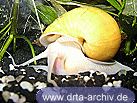 Apfelschnecke Apfelschnecke
