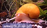 Apfelschnecke Apfelschnecke