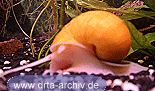 Apfelschnecke