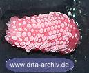Gelege einer Apfelschnecke Gelege einer Apfelschnecke