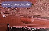 Gelege einer Apfelschnecke Gelege einer Apfelschnecke