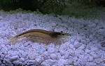 Amanogarnelen Amanogarnele