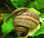 Otocinclus auf einer Apfelschnecke