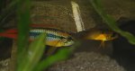 Apistogramma agassizii Paar