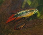 Apistogramma agassizii Paar