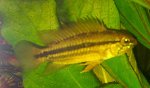 Apistogramma bitaeniata Weibchen