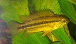 Apistogramma bitaeniata Weibchen