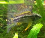 Apistogramma bitaeniata