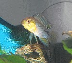 Apistogramma borelli