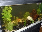 Neu bepflanztes 200 Liter Aquarium