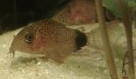 Corydoras caudimaculatus