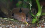 Panda-Panzerwelse - Corydoras panda