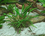 Red-Fire Zwerggarnele in Cryptocoryne