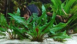 Cryptocoryne wendtii