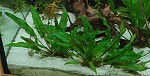 Cryptocoryne wendtii