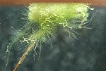 Fadenalgen an Teichlebermoos Fadenalgen an Teichlebermoos