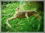 Zwergkrallenfrosch Weibchen