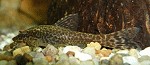 Ohrgitter-Harnischwelse Aufzucht otocinclus03 tn