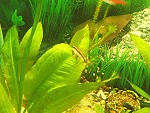 Otocinclus