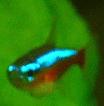 Roter Neon Roter Neon