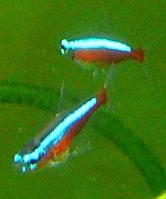 Rote Neons Rote Neons