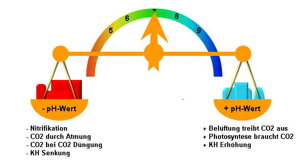 PH Wert im Gleichgewicht