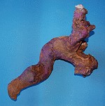Von ausgetrockneten Pinselalgen rot gefärbte Wurzel Von ausgetrockneten Pinselalgen rot gefärbte Wurzel
