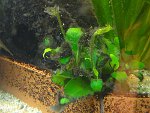 Pinselalgen im Aquarium Pinselalgen