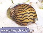 Zebrarennschnecken Rennschnecke